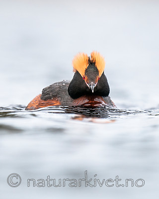 BB 10 0362 / Podiceps auritus / Horndykker